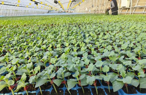 农业新质生产力看北京 京味农产品搭上科技顺风车