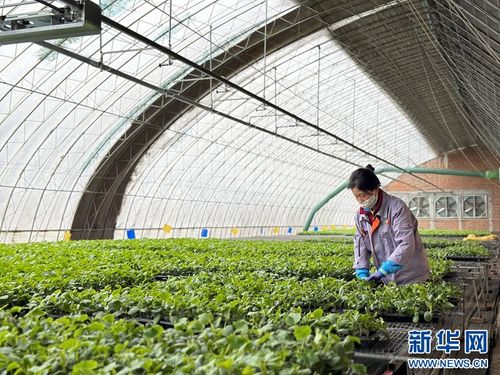 果蔬住上科技房，智慧农业种出新花样