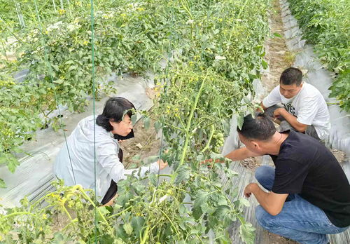 庆元网 农业技术研究助力乡村振兴