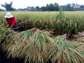 眉山职业技术学院科技赋能“一优两高”水稻竞赛，助推粮油供给侧改革与农业技术革新