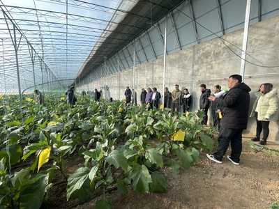 科技赋能 产业腾飞——市农科院助力山东省蔬菜产业高质量发展