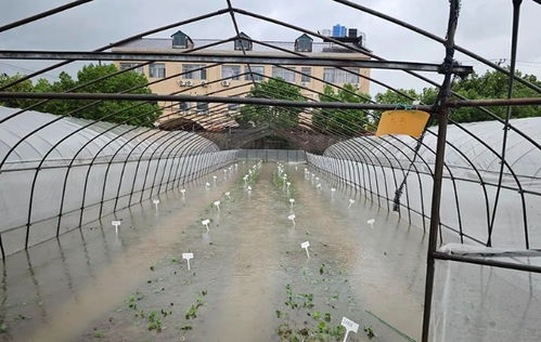 台风灾后蔬菜生产恢复技术指导与农业科研支撑