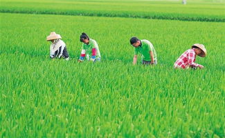 南繁育种 筑牢国家粮食安全的科技基石