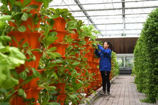 河北青县 现代农业铺就乡村振兴路