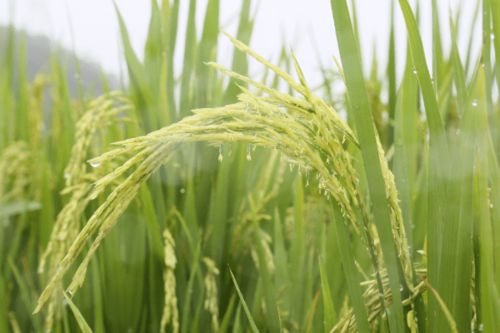 农科人员冒雨指导水稻生产，科技力量护航惠州粮食安全
