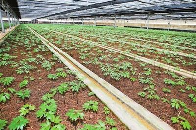 石林“云三七”研究中心 打造三七研发新高地，赋能农业技术新突破